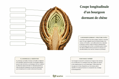 Coupe longitudinale d'un bourgeon dormant de chêne - document à légender 1